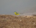 /album/some-overseas-trips/blue-headed-wagtail-israel-march-2009-jpg/